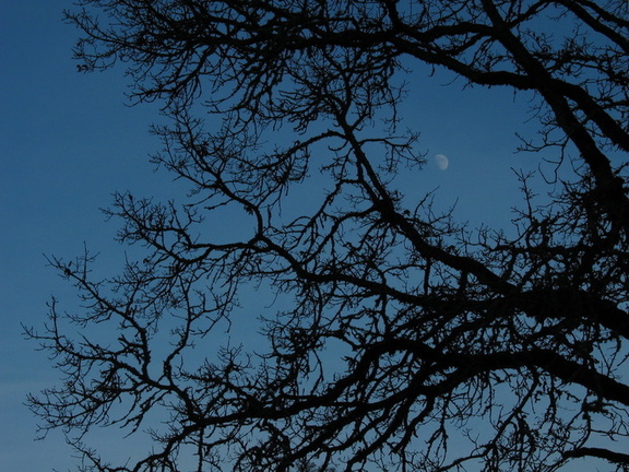 Moon n. tree.