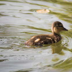 Dawson Creek - Try 2