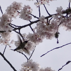 Spring Flowers at Tek.