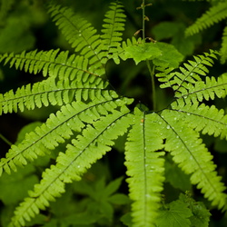 Forest Park