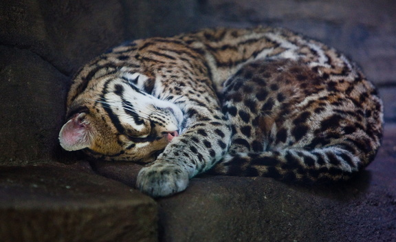 He looks comfy