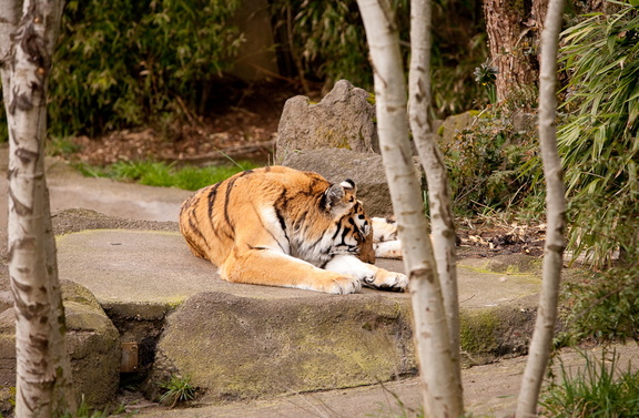 "The zoo is boring"
