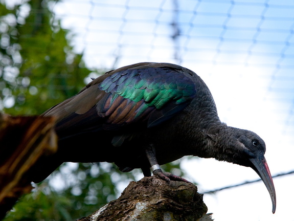 100228_Zoo_061.jpg