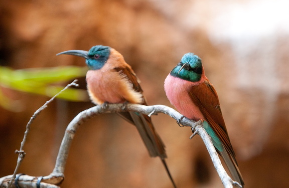 100228_Zoo_094.jpg