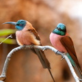100228_Zoo_094.jpg