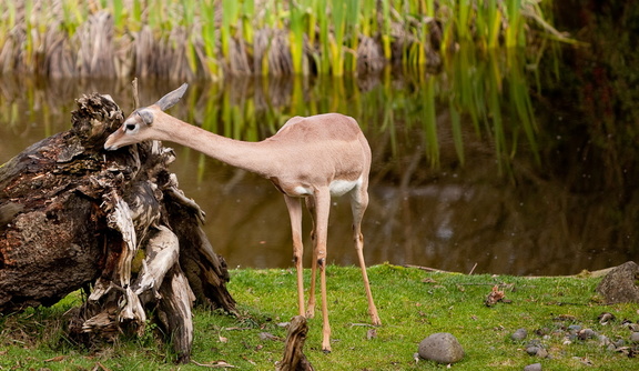 100228_Zoo_113.jpg