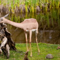 100228_Zoo_113.jpg