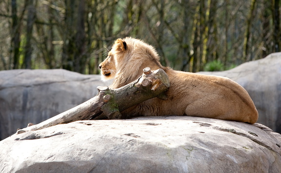 Doing the "Lion King thing"