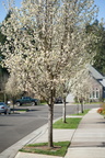 Spring trees
