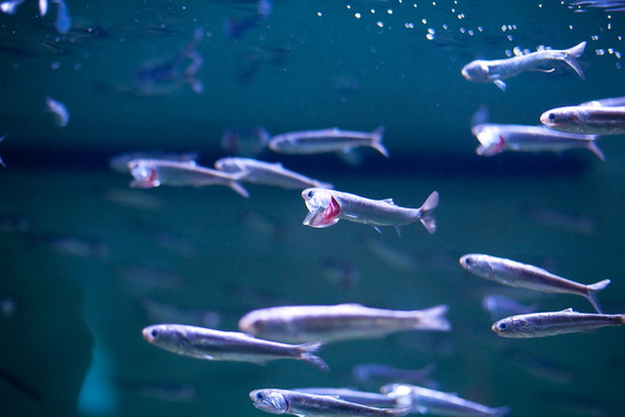 Hungry fish?