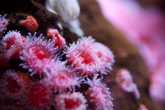 Sea Anemone