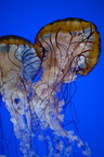 Jelly Fish