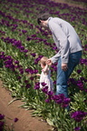 100418_TulipFields_206.jpg