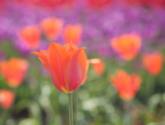 100418_TulipFields_220.jpg