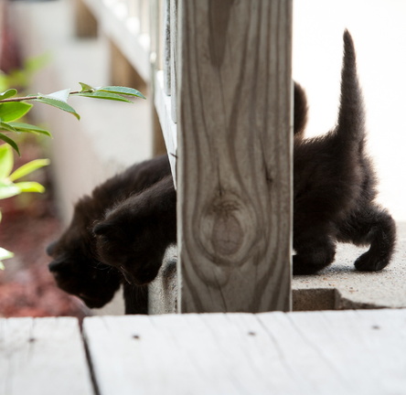 120519 Kittens 097