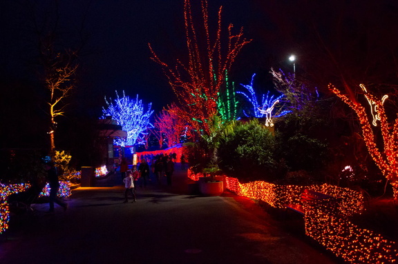 141216 ZooLights 117