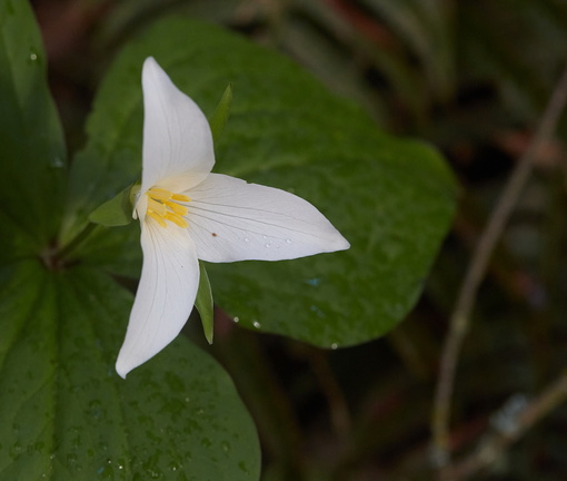 210410 Trilliums 022