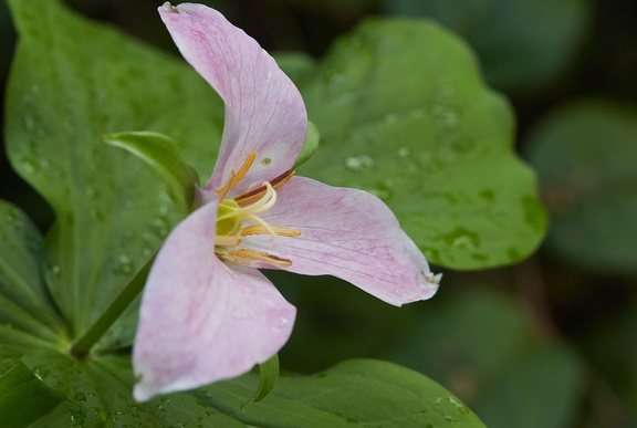 210410 Trilliums 357