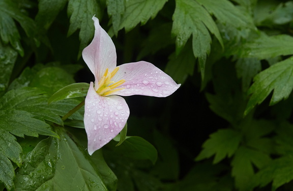 210410 Trilliums 401