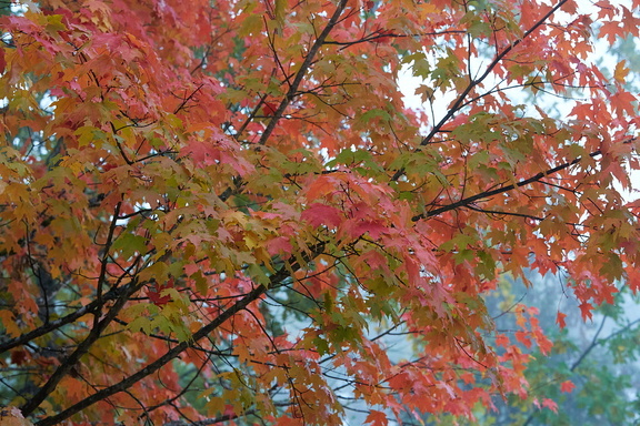 211016 Walk 043