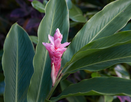 250712 CookIslands 0208