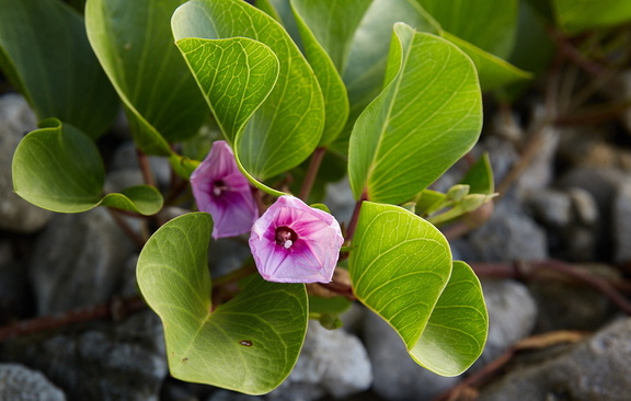 250706 CookIslands 0032