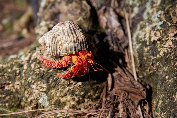 250706 CookIslands 0052