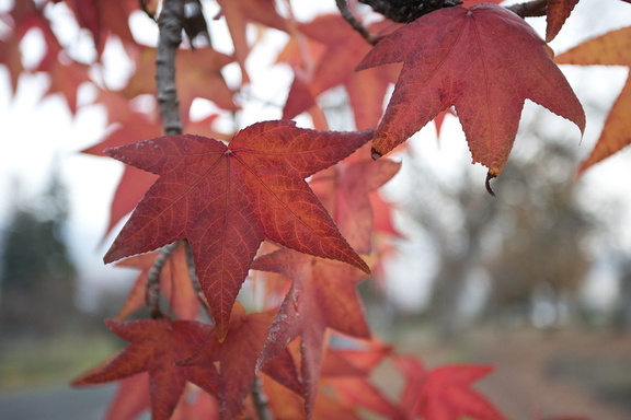 251127 Thanksgiving 0083