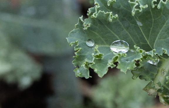 251127 Thanksgiving 0088