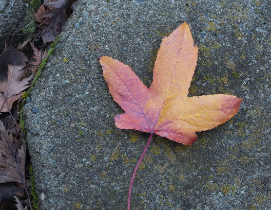 251127 Thanksgiving 0090