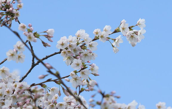 260314 Walk 0031