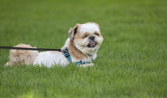 260411 Walk 0021