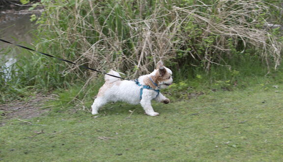 260411 Walk 0127