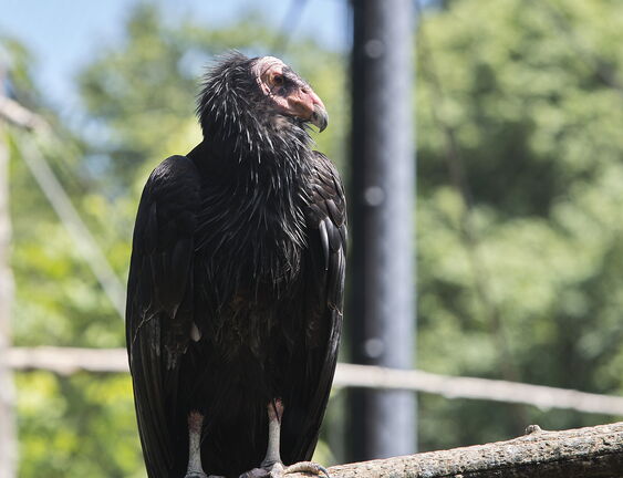 260523 Zoo 0089