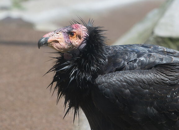 260523 Zoo 0094