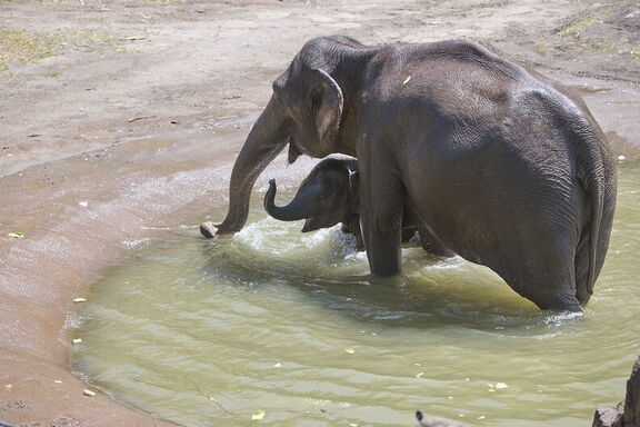 260523 Zoo 0274