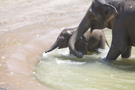 260523 Zoo 0279