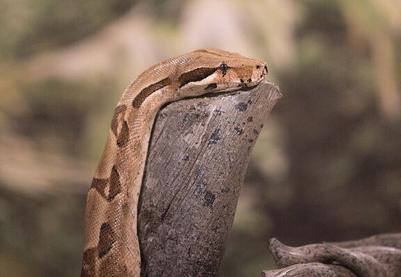 260523 Zoo 0385