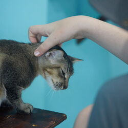 Belize kitties