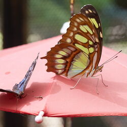Belize Butterflies