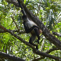 Belize Zoo