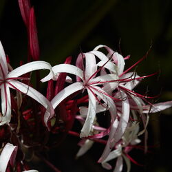 Belize Flowers