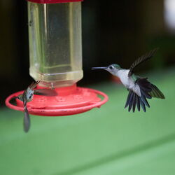Belize Hummingbirds